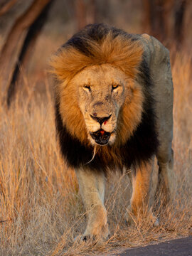Big male lion with black mane