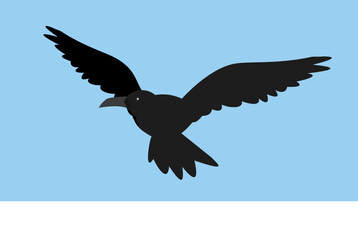The black raven flies spreading its wings