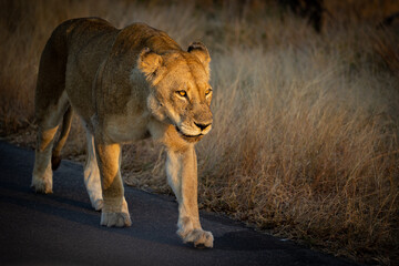 a Lioness in  golden light