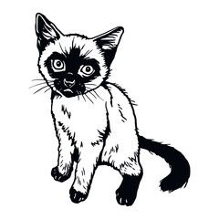 Siamese Cat, Peeking kitten - Funny kitty isolated on white - vector stock