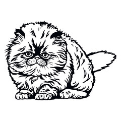 British Shorthair Cat, Cute Kitten - Funny Cat isolated on white - vector stock