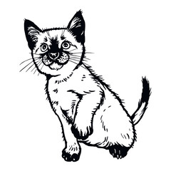 Obraz premium Balinese cat, Cute Kitten - Funny Cat isolated on white - vector stock