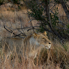 a Lioness in  golden light
