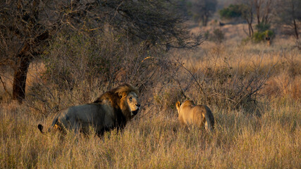 Mating pair of lions in golden light