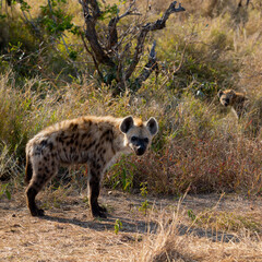 A spotted hyena cub in the wild