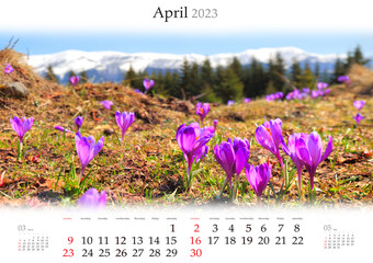 Wall calendar for 2023 year. April, B3 size. Set of calendars with amazing landscapes. Field of pink crocuses  in mountains. Morning scene of Carpathians, Ukraine. Monthly calendar ready for print..