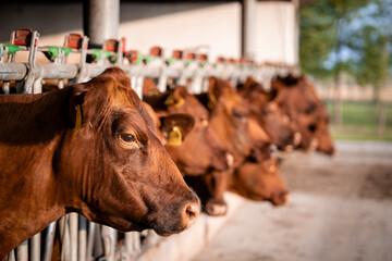Beef cattle farming and large group of cows domestic animals inside cowshed waiting for food.