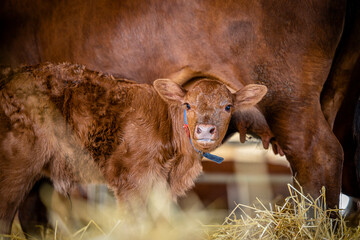 Close up view of calf standing by his mother cow inside cowshed.