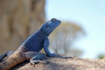 Blue lizard