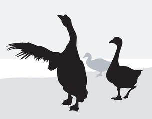 Ducks Playing Silhouette