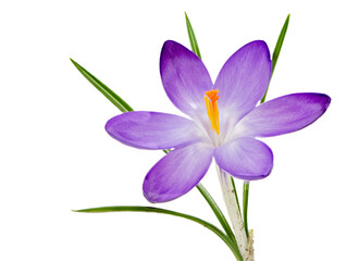 Macro of an isolated purple crocus flower blossom