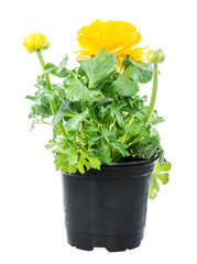 Closeup of an isolated potted yellow Ranunculus flower