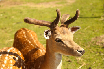 Deers in the park at summer time