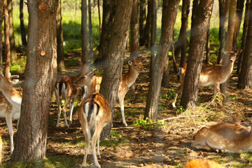 Deers in the park at summer time