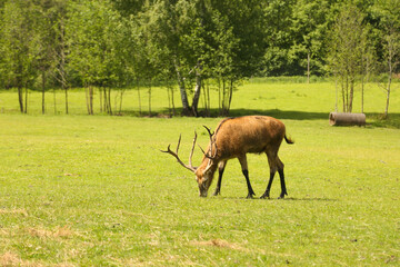 Naklejka na ściany i meble Deers in the park at summer time