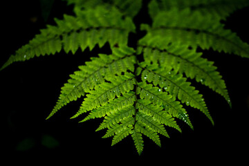 Close up photo fer leaves and dark background.