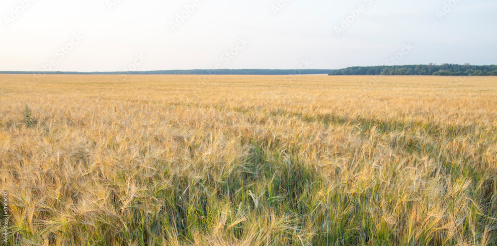 Wall mural panorama of a rye field. rural landscape on a bright sunny day.