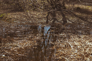 sunny weather in swamp area. Reflection of chaotic grown trees in calm pond water