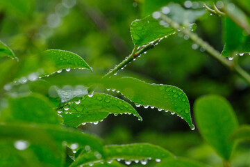 雨に濡れた葉っぱたち