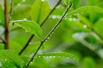 雨に濡れた葉っぱたち