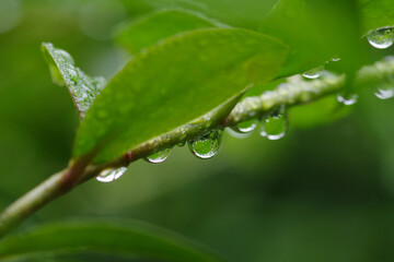 雨に濡れた葉っぱたち