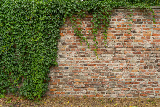New Brick Wall Background © ange1011