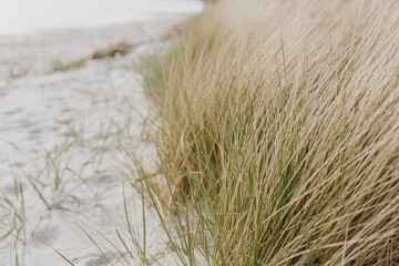 Dried grass stems on beach with white sand. Neutral beige colours nature landscape