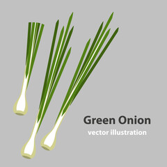 Scallion, green onions isolated vector illustration