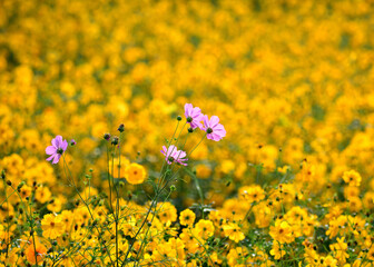 キバナコスモス