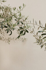 Aesthetic olive tree leaves on neutral soft pastel beige wall background. Elegant minimalist nature concept with copy space