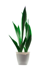 Isolated sansevieria in a white pot. Keeping plants indoors concept.