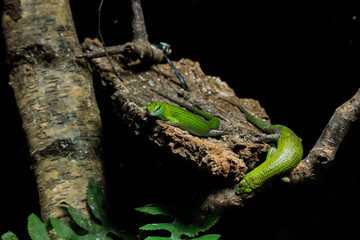 Obraz premium lizard on a tree