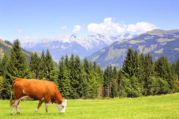 Fototapeta na wymiar Cow grazing in a mountain meadow in Alps mountains, Tirol, Austria