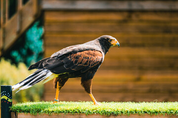 red tailed hawk