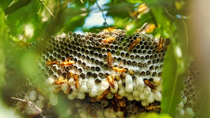 Close up shot of yellow wasps or Ropalidia marginata deadly insects with large honeycomb and white eggs on a large tree branch.