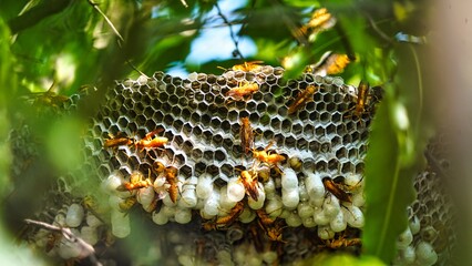 Hexagonal cells with larva of common yellow wasp or Ropalidia marginata. Exposed center of wasp's nest with grubs visible, in early stages of construction in spring