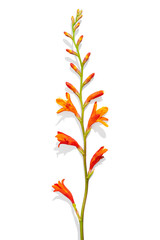 Isolated on white flowers spa arrangement