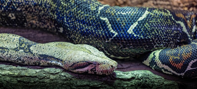 Yellow boa constrictor snake isolated on white background with