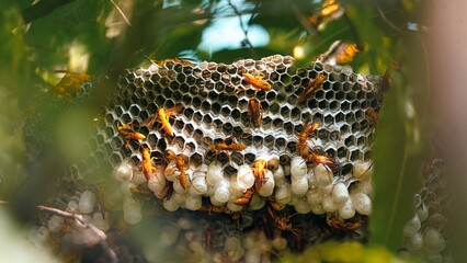 Hexagonal cells with larva of common yellow wasp or Ropalidia marginata. Exposed center of wasp's...