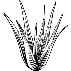 Hand drawn Aloe Vera Leaves Sketch Illustration