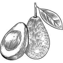 Hand drawn Avocado