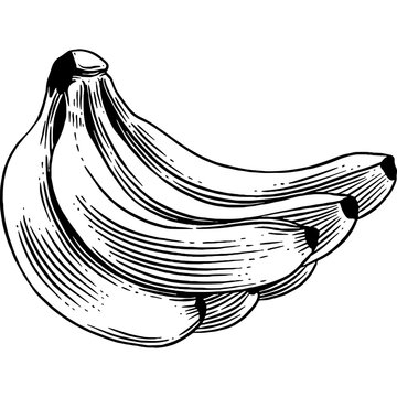 Hand Drawn Banana Sketch Illustration