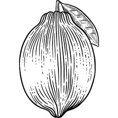 Hand drawn Lemon