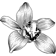 Hand drawn Orchid Flower