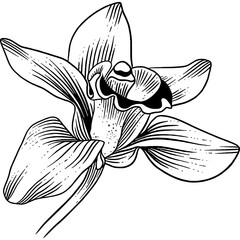 Hand drawn Orchid Flower