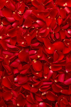 Abstract background of red roses petals texture. Cover for book