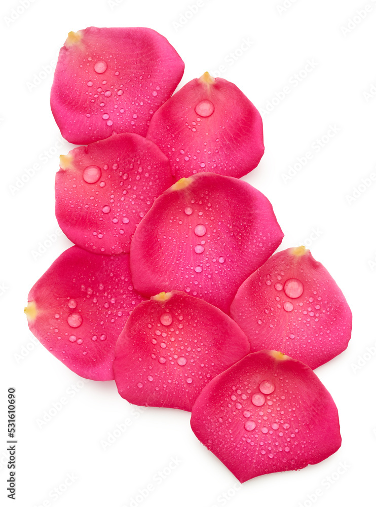 Poster Rose petals with drops of water isolated on white background