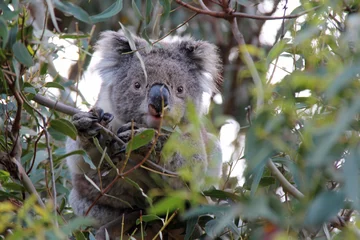 Poster koala in australia  © frdric
