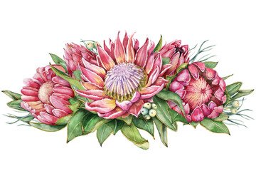 Protea flower wreath, hand drawn watercolor illustration isolated on white background. Floral, tropical, exotic, wedding design