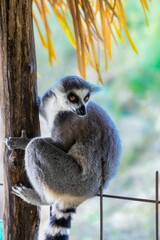 Fototapeta premium Young Ring Tailed lemur perching on wood and looking down